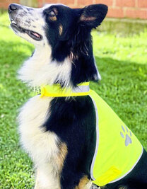Stretchy Hi-Vis Safety Vest For Dogs Buenos Aires